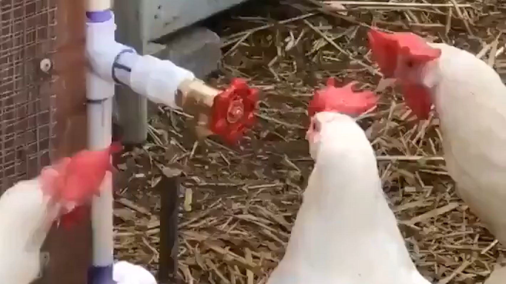《两杆大烟枪》