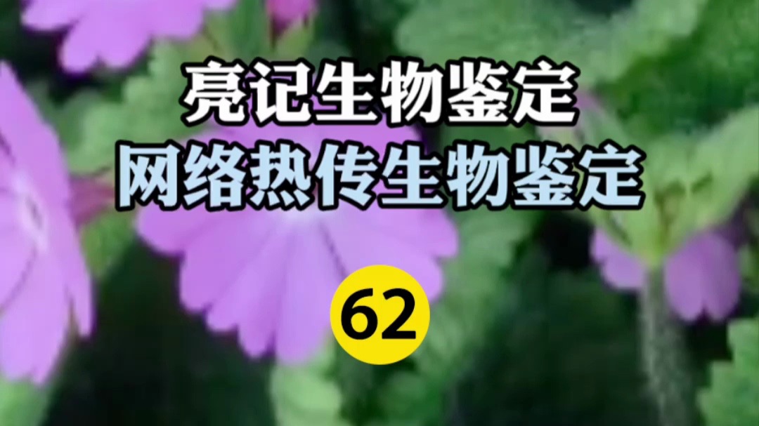 网络热传生物鉴定 第62期