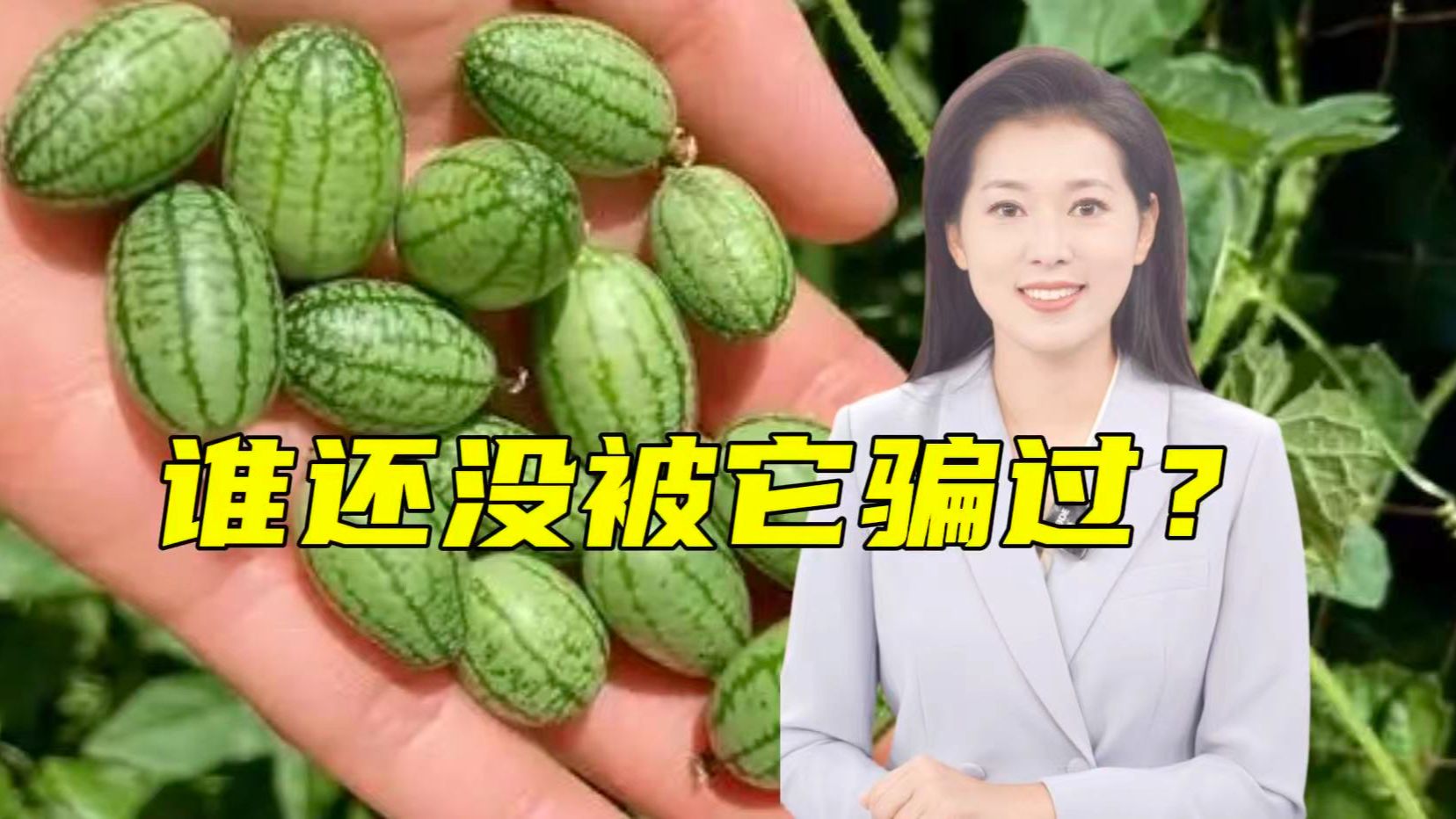 吃一把拇指西瓜以为香甜爆汁,结果……【主播说三农】