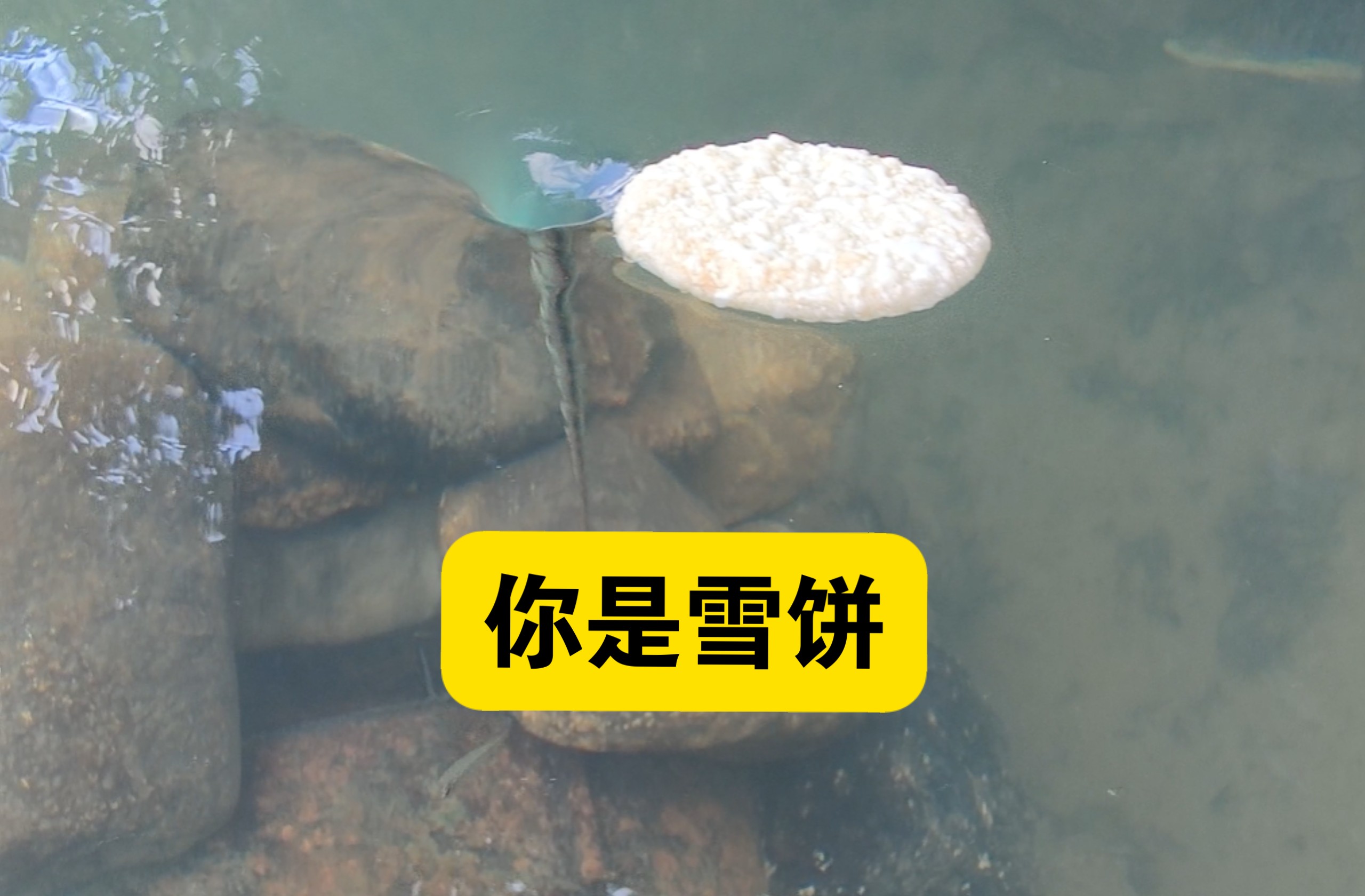 假如你是一个雪饼