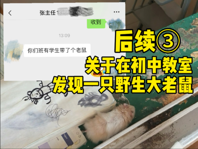 关于在教室发现一只野生大老鼠后续3