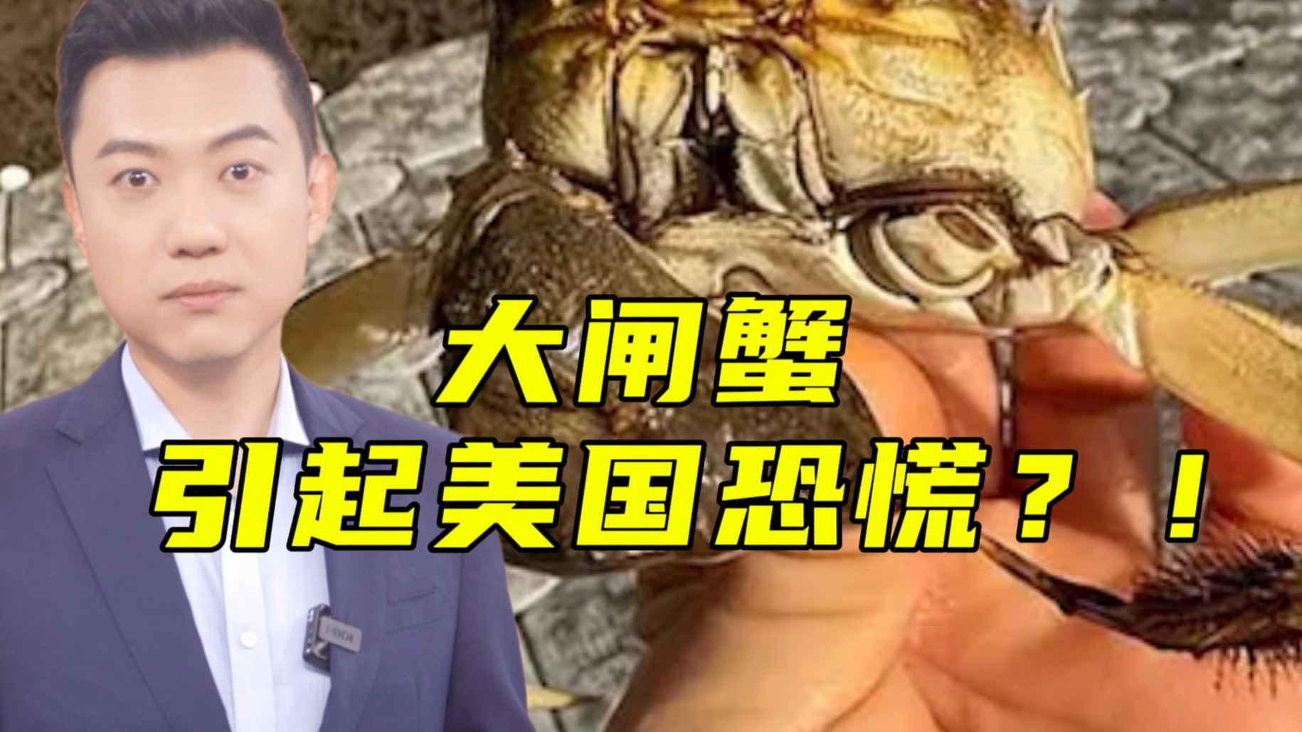大闸蟹为啥会在欧美泛滥成灾?【主播说三农】
